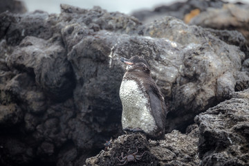 Galapagos Penguins(Spheniscus mendiculus) standing on a rock , Isabela
