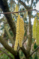 Haselpollen