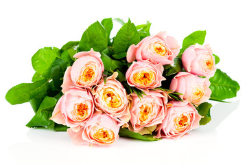 Roses isolated on white background