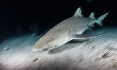 Fototapeta premium Lemon shark