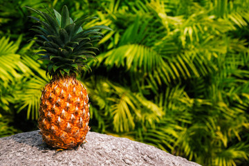 Pineapple on the stone  with a green tropical  background