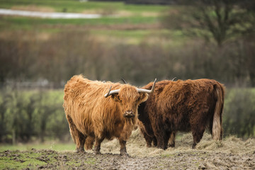 Beautiful Scottish Highland Cattle grazing in farm field