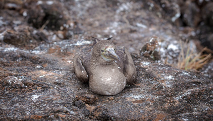 Blue-Footed Boobies on Grand Seymore Island, Galapagos Islands, Ecuador