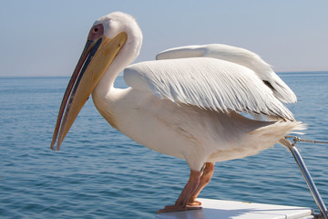 Great White Pelican Sitting on Boat, Walvis Bay in Namibia.