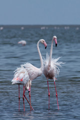 Three Flamingos Standing in Sea, Walvis Bay, Namibia