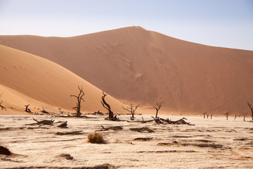 Dead Trees in Deadvlei, Namib Desert, Namibia