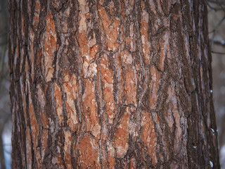 trunk of a pine forest
