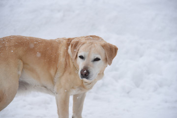 cane labrador cani cane su neve nevicata inverno cane da montagna soccorso piste 