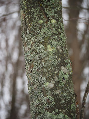 Fototapeta premium moss and lichen on a tree trunk