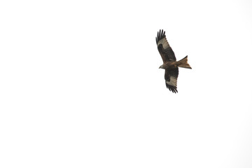 Beautiful red kite milvus milvus soaring in clear sky
