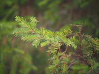 spruce branch in the forest