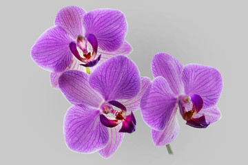 Fototapeta na wymiar Orchidee lila freigestellt