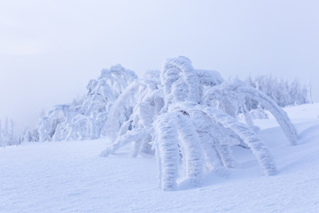 Fototapeta na wymiar Schneesklupturen auf der Hornisgrinde, Schwarzwald