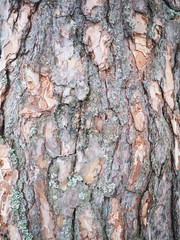 pine bark. background