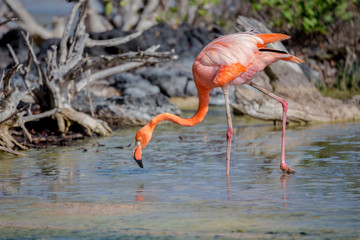 CARIBBEAN FLAMINGO, GALAPAGOS ISLANDS
