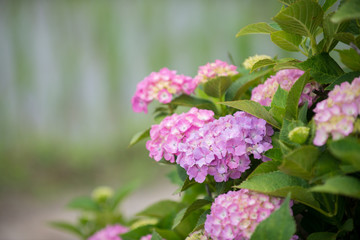 Fototapeta premium 紫陽花