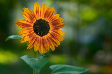 Sunflower in sunlight.