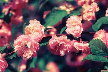 nature background with flowers