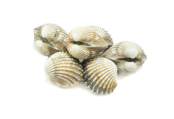 fresh cockles  on white background, seafood