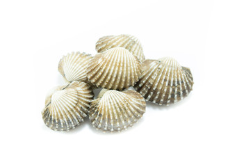 fresh cockles  on white background
