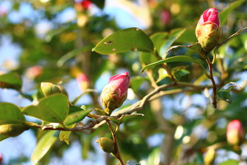 寒椿の花