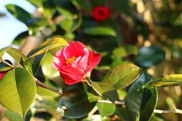 Obraz premium 寒椿の花