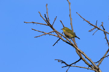 落葉したイチョウの木とメジロ