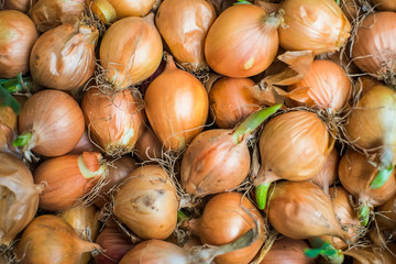 Last year harvest of onion after 6 months storing with fresh green sprouts ready for planting. Spring agriculture time. Organic food background.