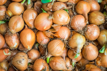 Last year harvest of onion after 6 months storing with fresh green sprouts ready for planting. Spring agriculture time. Organic food background.