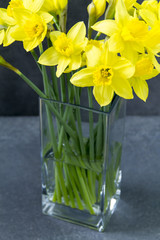 Yellow daffodils, easter flowers in glass vase. Grey background. 