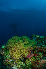 Fototapeta na wymiar Colourful anemone reef in Micronesia