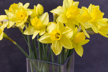 Yellow daffodils, easter flowers in glass vase. Grey background. 