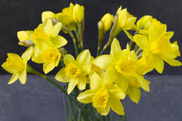 Yellow daffodils, easter flowers in glass vase. Grey background. 