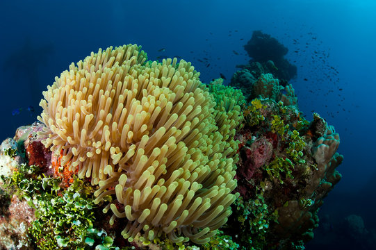 Colourful anemone reef in Micronesia