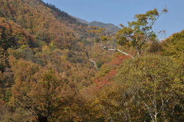 秋　西沢渓谷　川　谷　滝　落ち葉