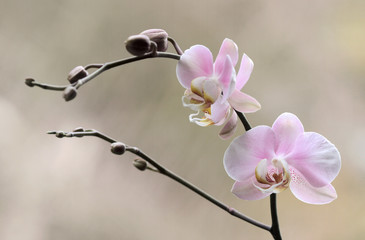 Storczyk - Orchidea - obrazy, fototapety, plakaty