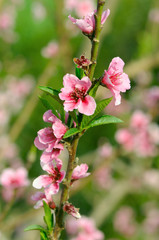 Fototapeta premium Branch with flowers, closeup