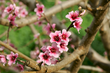 Branch with flowers, closeup