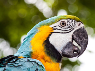 parrot