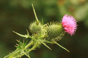 nice green thistle