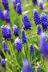 Obraz premium blue grape hyacinth