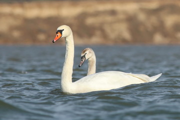 mute swan on blue river, cygnus olor
