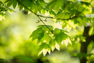 新緑の葉