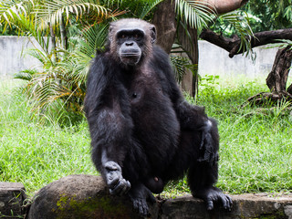 gorilla