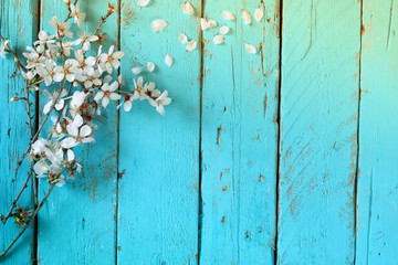 image of spring white cherry blossoms tree on blue wooden table
