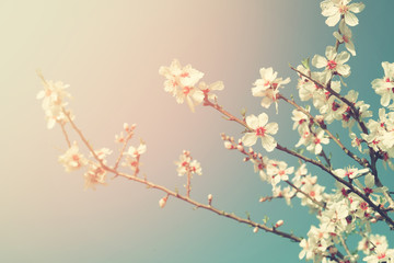 abstract dreamy and blurred image of spring white cherry blossoms tree. selective focus. vintage filtered
