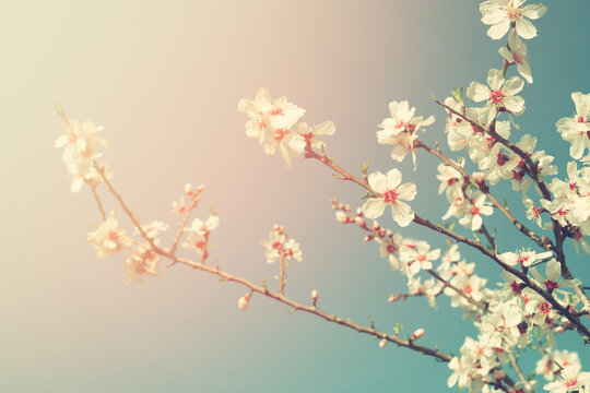 abstract dreamy and blurred image of spring white cherry blossoms tree. selective focus. vintage filtered

