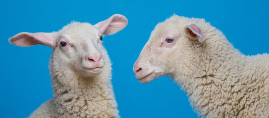 lamb  - portrait on a blue background