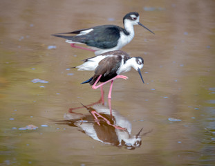 Black necked stilt, shore bird in the Galapagos.