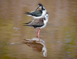 Black necked stilt, shore bird in the Galapagos.